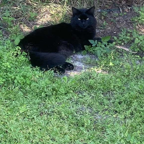 Animal Friendly Home - Picture 12 of 16